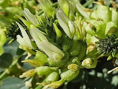 Astragalus calycinus