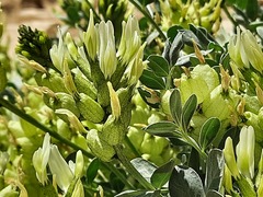 Astragalus calycinus