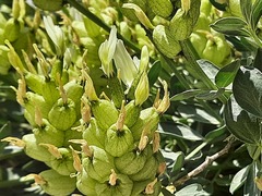 Astragalus calycinus