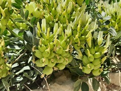 Astragalus calycinus