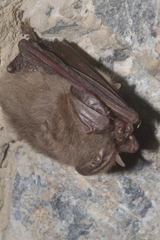 Corynorhinus mexicanus