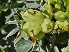 Astragalus calycinus