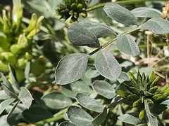 Astragalus calycinus