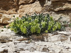 Astragalus calycinus