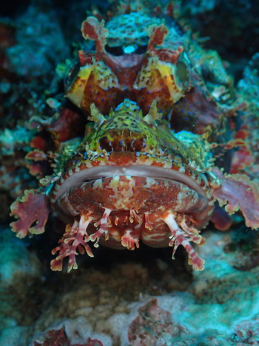 Papua scorpionfish (Scorpaenopsis papuensis) — Scorpaenidae