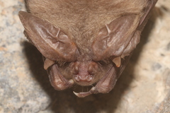 Corynorhinus mexicanus