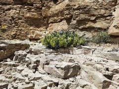 Astragalus calycinus