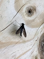 Chrysopilus velutinus