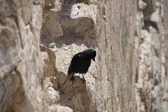Corvus monedula