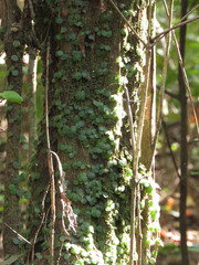 Peperomia circinnata