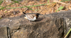 Spermestes cucullata scutata