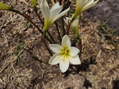 Zephyranthes alba