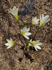 Zephyranthes alba