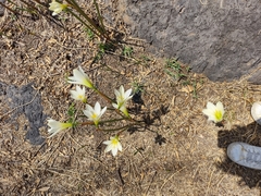 Zephyranthes alba