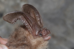 Corynorhinus mexicanus