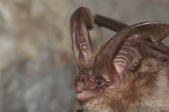 Corynorhinus mexicanus