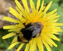 Bombus