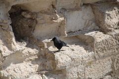 Corvus monedula