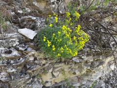 Erysimum cuspidatum