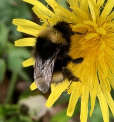 Bombus
