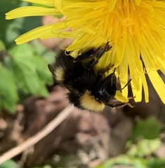 Bombus