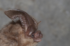 Corynorhinus mexicanus