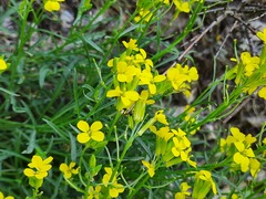 Erysimum cuspidatum