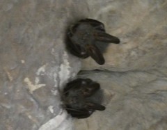 Megaderma spasma