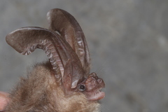 Corynorhinus mexicanus