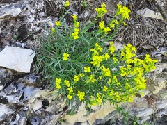 Erysimum cuspidatum