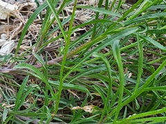 Erysimum cuspidatum
