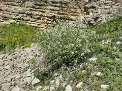 Crambe aspera