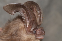 Corynorhinus mexicanus