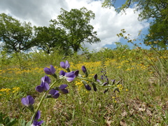 Baptisia australis aberrans