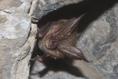 Corynorhinus mexicanus