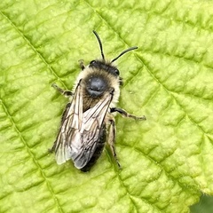 Colletes cunicularius