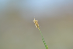 Carex crawei