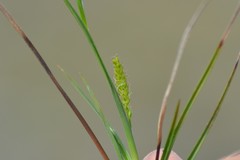 Carex crawei