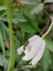 Synchytrium anemones