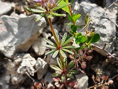 Asperula setosa