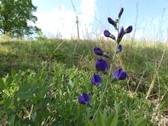 Baptisia australis aberrans