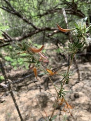 Anisacanthus