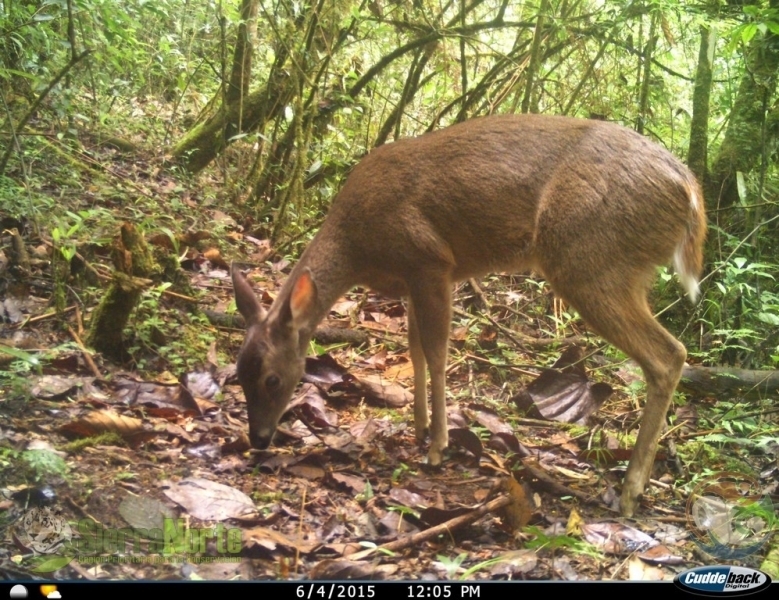 White-tailed Deer from San Juán Yetzecovi on April 6, 2015 by Eugenio ...