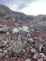 Chaenactis macrantha