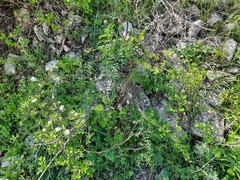 Astragalus cornutus