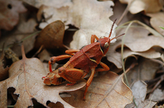 Paranocarodes chopardi