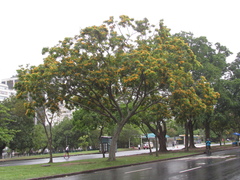 Pterocarpus rohrii