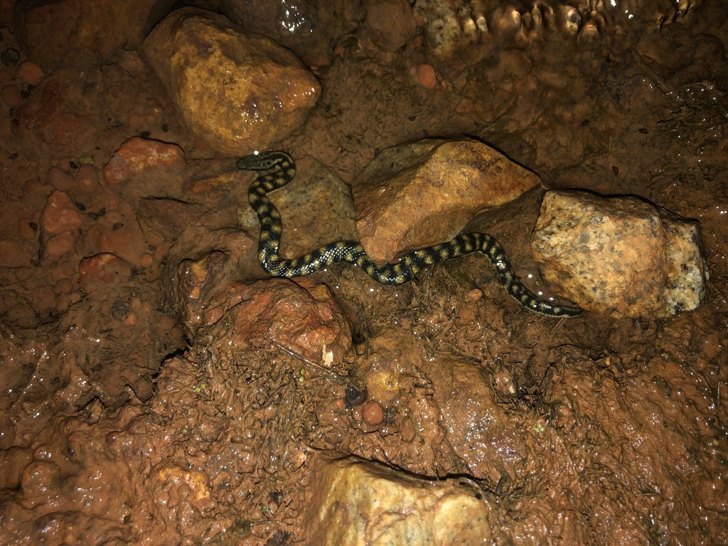 Richardson's Mangrove Snake