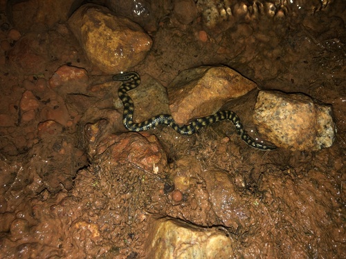 Richardson's Mangrove Snake