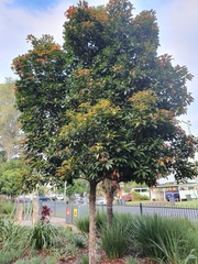 Elaeocarpus eumundii